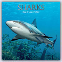 Sharks - Haie 2023 - 16-Monatskalender