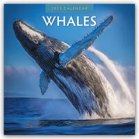 Whales – Wale 2025 – 16-Monatskalender