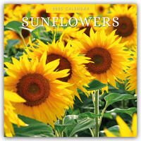 Sunflowers – Sonnenblumen 2025 – 16-Monatskalender