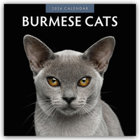 Cover-Abbildung für Burmese Cats – Burma-Katzen – Burmese 2026 – 16-Monatskalender (99999---978-1-80442-711-8)