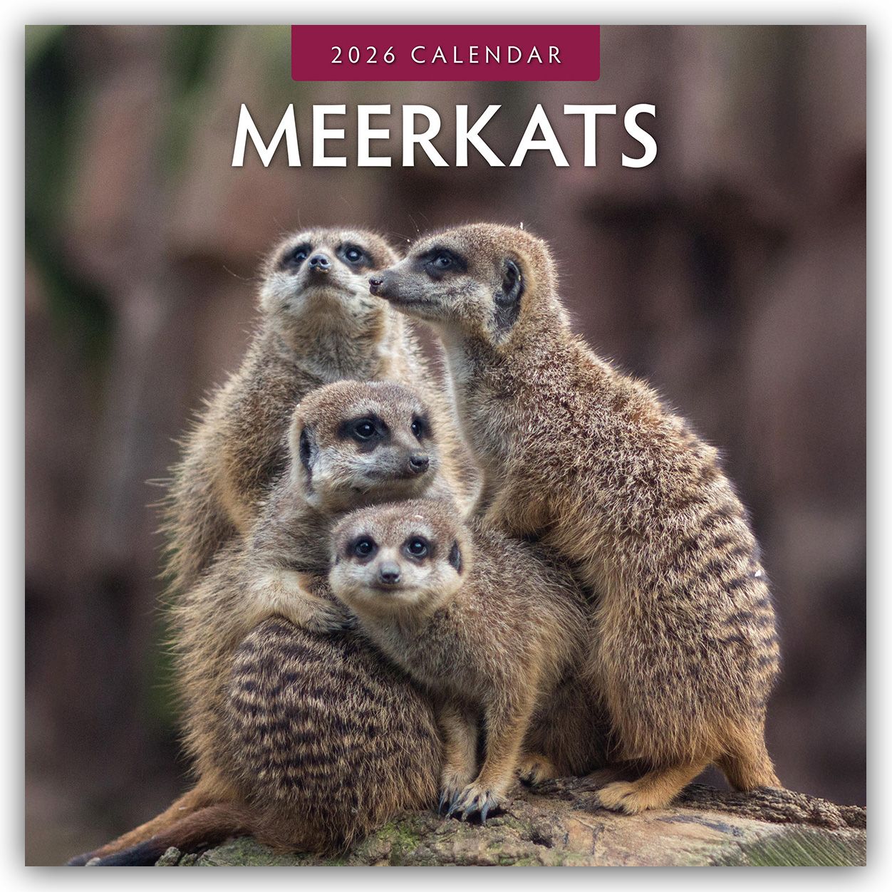 Cover-Abbildung für Meerkats – Erdmännchen 2026 – 16-Monatskalender (99999---978-1-80442-739-2)