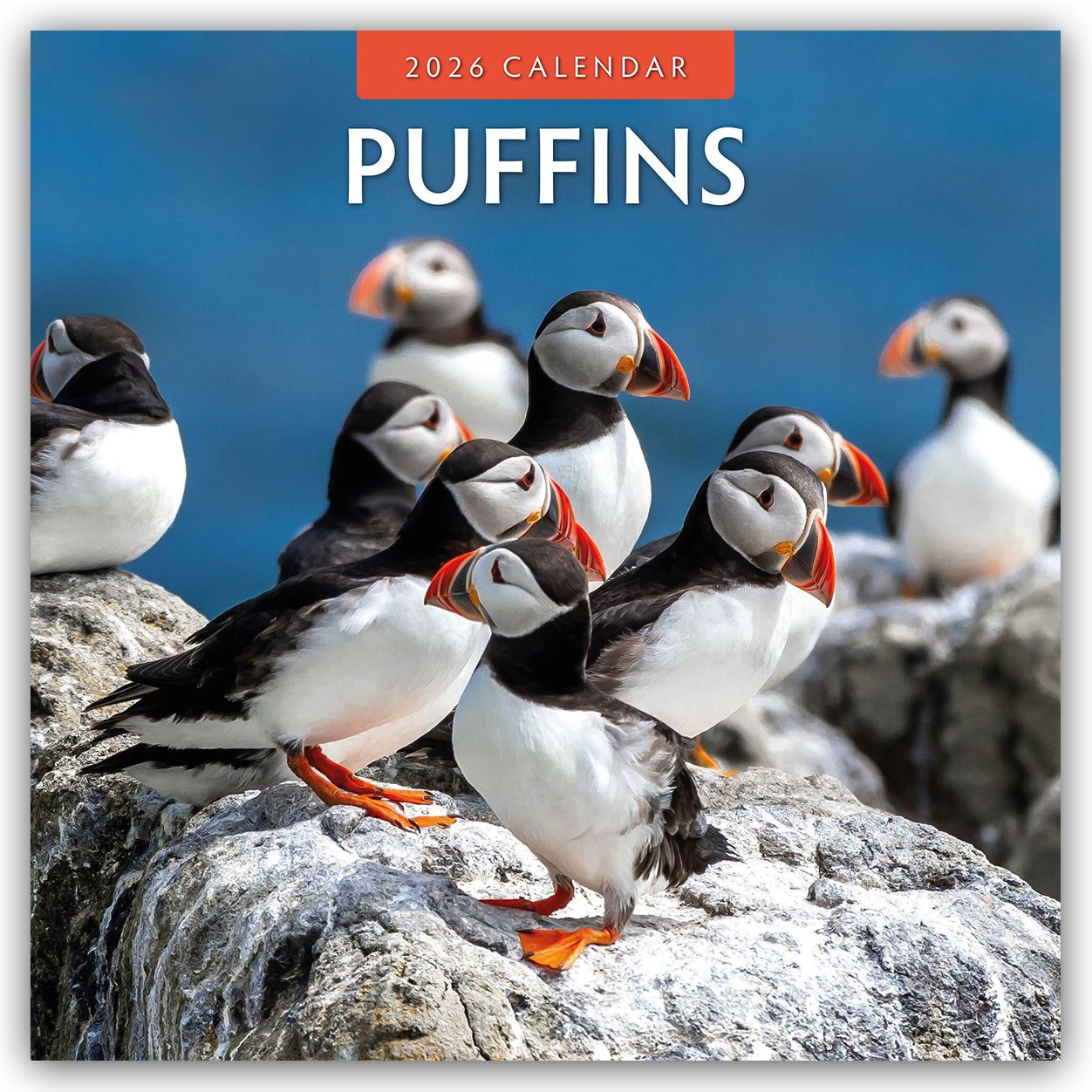 Cover-Abbildung für Puffins – Papageitaucher 2026 – 16-Monatskalender (99999---978-1-80442-747-7)