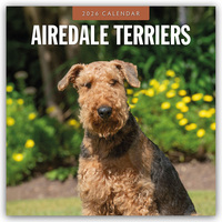 Cover-Abbildung für Airdale Terriers – Airdale Terrier 2026 – 16-Monatskalender (99999---978-1-80442-762-0)