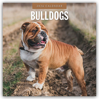 Cover-Abbildung für Bulldogs – Bulldoggen 2026 – 16-Monatskalender (99999---978-1-80442-787-3)