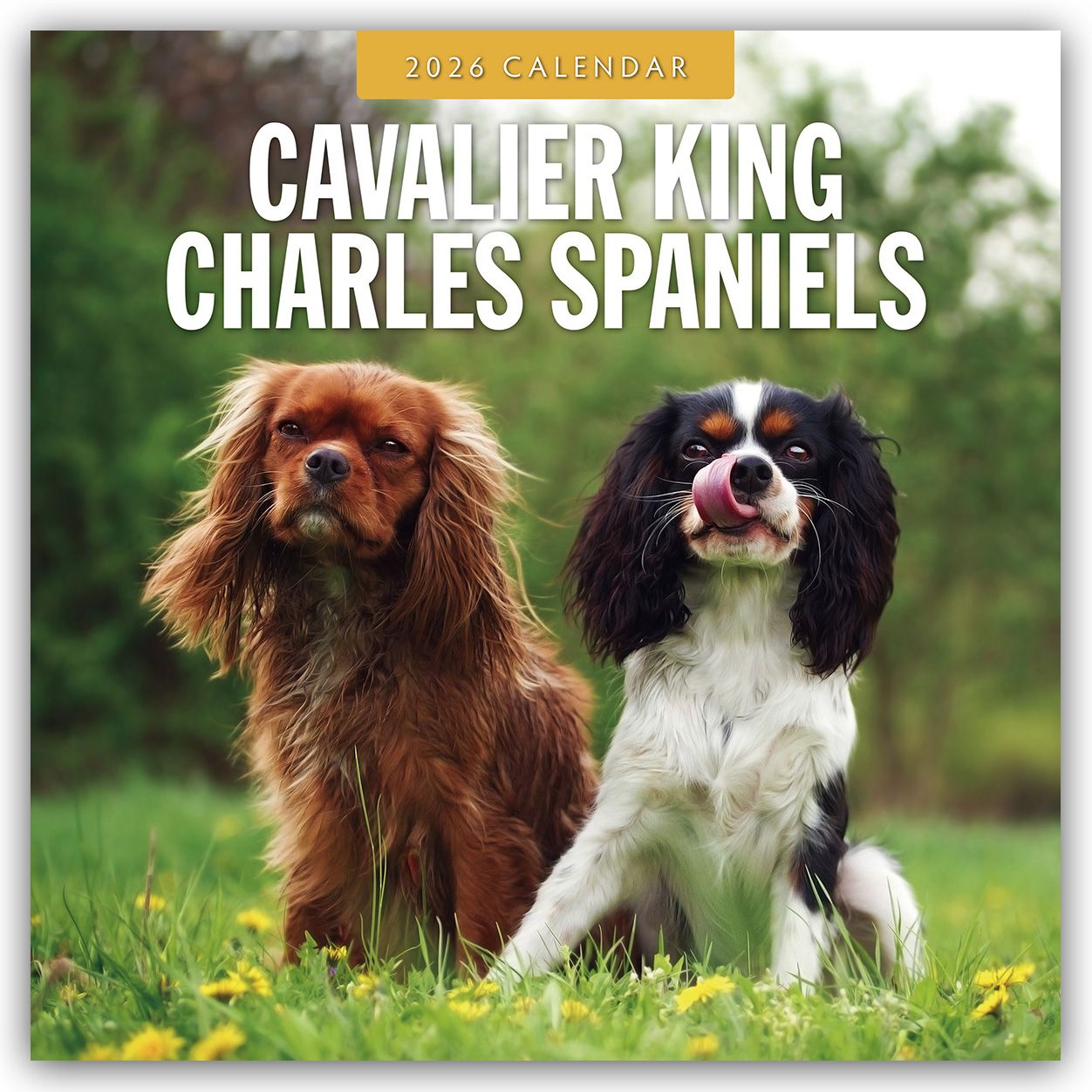 Cover-Abbildung für Cavalier King Charles Spaniels – Cavalier King Charles Spaniel 2026 – 16-Monatskalender (99999---978-1-80442-790-3)