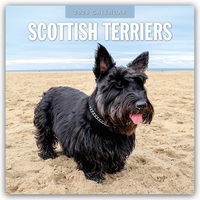 Cover-Abbildung für Scottish Terrier – Scotchterrier 2026 – 16-Monatskalender (99999---978-1-80442-851-1)