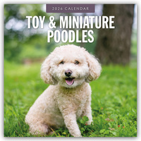 Cover-Abbildung für Toy and Miniature Poodles – Zwergpudel 2026 – 16-Monatskalender (99999---978-1-80442-861-0)