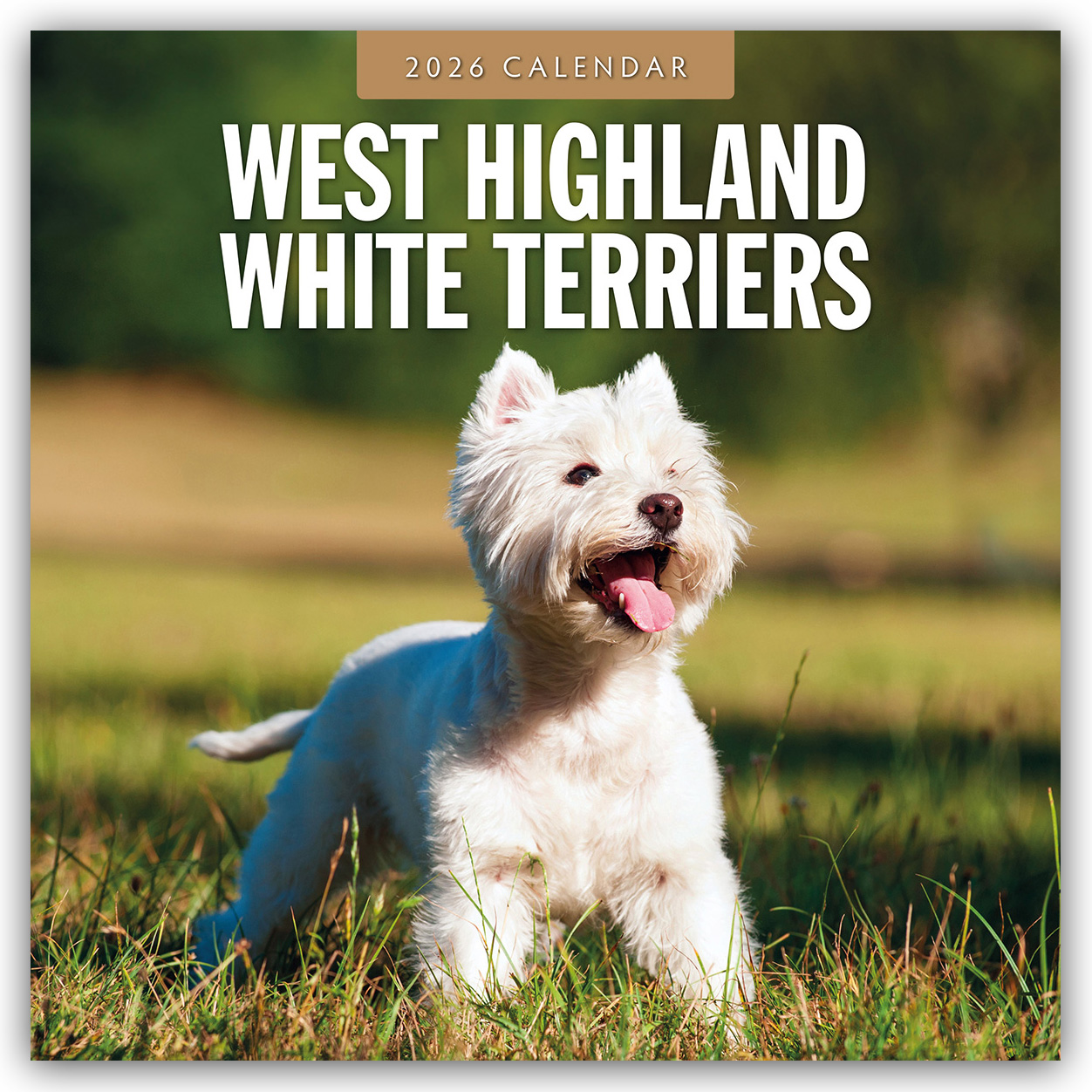 Cover-Abbildung für West Highland White Terriers – West Highland White Terrier – Westie 2026 – 16-Monatskalender (99999---978-1-80442-866-5)