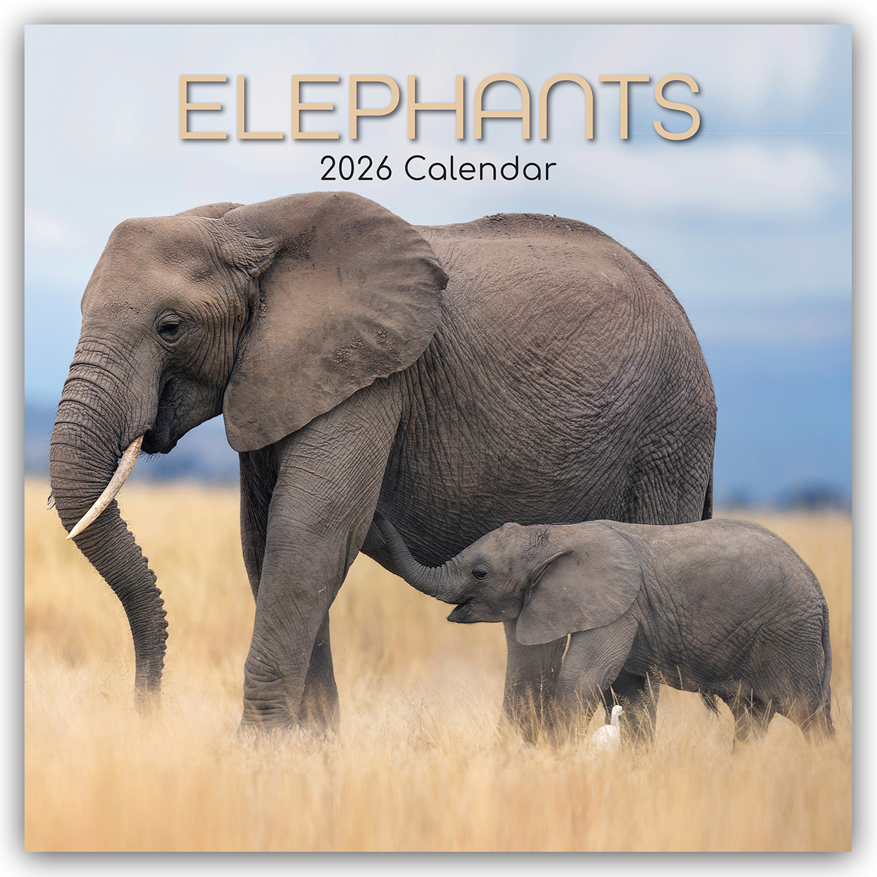 Cover-Abbildung für Elephants – Elefanten 2026 – 16-Monatskalender (99999---978-1-83622-370-2)
