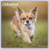 Chihuahua 2023- 16-Monatskalender