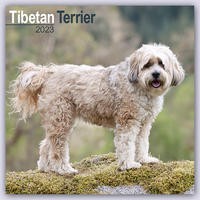 Tibetan Terrier - Tibet Terrier 2023