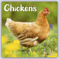 Chickens - Hühner 2023 - 16-Monatskalender