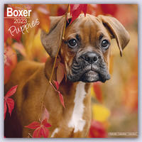 Boxer Puppies - Boxer Welpen 2023 - 16-Monatskalender