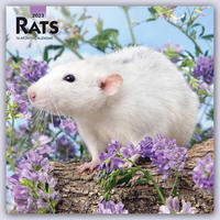 Rats - Ratten 2023 - 16-Monatskalender - Cover