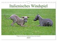 Italienisches Windspiel (Wandkalender 2024 DIN A4 quer), CALVENDO Monatskalender