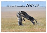 Faszination Afrika: Zebras (Wandkalender 2024 DIN A3 quer), CALVENDO Monatskalender