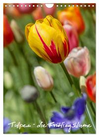 Tulpen - die Frühlingsblume (Wandkalender 2024 DIN A4 hoch), CALVENDO Monatskalender