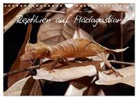 Reptilien auf Madagaskar (Wandkalender 2024 DIN A4 quer), CALVENDO Monatskalender