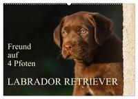 Freund auf 4 Pfoten - Labrador Retriever (Wandkalender 2024 DIN A2 quer), CALVENDO Monatskalender