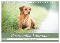 Faszination Labrador - gelb, foxred, schwarz (Wandkalender 2024 DIN A4 quer), CALVENDO Monatskalender