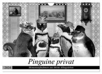 Pinguine privat (Wandkalender 2024 DIN A4 quer), CALVENDO Monatskalender