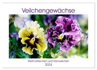 Veilchengewächse - Stiefmütterchen und Hornveilchen (Wandkalender 2024 DIN A2 quer), CALVENDO Monatskalender