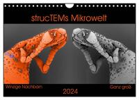 strucTEMs Mikrowelt - Winzige Nachbarn ganz groß (Wandkalender 2024 DIN A4 quer), CALVENDO Monatskalender
