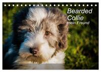 Bearded Collie, mein Freund (Tischkalender 2024 DIN A5 quer), CALVENDO Monatskalender