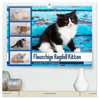 Flauschige Ragdoll Kitten (hochwertiger Premium Wandkalender 2024 DIN A2 quer), Kunstdruck in Hochglanz