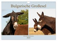 Bulgarische Großesel - Schwarze Schönheiten (Wandkalender 2024 DIN A4 quer), CALVENDO Monatskalender