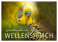 Wunderschöner Wellensittich (Wandkalender 2024 DIN A2 quer), CALVENDO Monatskalender