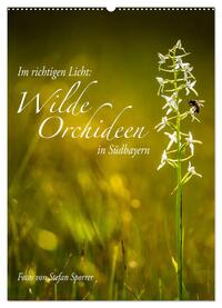 Im richtigen Licht: Wilde Orchideen in Südbayern (Wandkalender 2024 DIN A2 hoch), CALVENDO Monatskalender