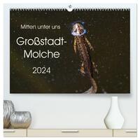 Mitten unter uns - Großstadt-Molche (hochwertiger Premium Wandkalender 2024 DIN A2 quer), Kunstdruck in Hochglanz
