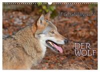 Begegnungen DER WOLF (Wandkalender 2024 DIN A3 quer), CALVENDO Monatskalender
