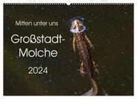 Mitten unter uns - Großstadt-Molche (Wandkalender 2024 DIN A2 quer), CALVENDO Monatskalender