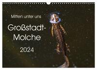 Mitten unter uns - Großstadt-Molche (Wandkalender 2024 DIN A3 quer), CALVENDO Monatskalender