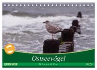 Ostseevögel (Tischkalender 2024 DIN A5 quer), CALVENDO Monatskalender