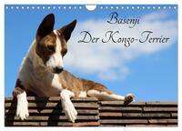 Basenji, der Kongo-Terrier (Wandkalender 2024 DIN A4 quer), CALVENDO Monatskalender
