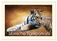 Sibirische Tigerportraits (Wandkalender 2024 DIN A3 quer), CALVENDO Monatskalender