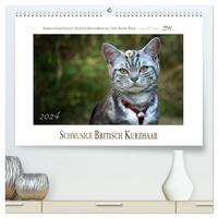Schmusige Britisch Kurzhaar (hochwertiger Premium Wandkalender 2024 DIN A2 quer), Kunstdruck in Hochglanz