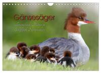 Gänsesäger - alleinerziehende Mütter im Schloßpark Nymphenburg (Wandkalender 2024 DIN A4 quer), CALVENDO Monatskalender