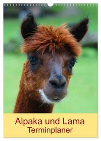 Alpaka und Lama Terminplaner (Wandkalender 2024 DIN A3 hoch), CALVENDO Monatskalender