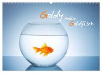 Goldy - mein Goldfisch (Wandkalender 2024 DIN A2 quer), CALVENDO Monatskalender