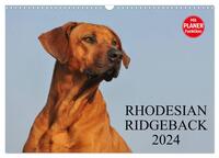 Rhodesian Ridgeback 2024 (Wandkalender 2024 DIN A3 quer), CALVENDO Monatskalender