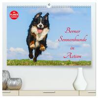 Berner Sennenhunde in Action (hochwertiger Premium Wandkalender 2024 DIN A2 quer), Kunstdruck in Hochglanz