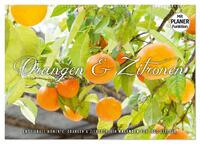 Emotionale Momente: Orangen und Zitronen. (Wandkalender 2024 DIN A2 quer), CALVENDO Monatskalender