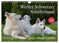 Weißer Schweizer Schäferhund - Ein Tag im Leben einer Hundefamilie (Wandkalender 2024 DIN A4 quer), CALVENDO Monatskalender