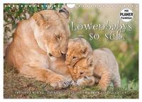 Emotionale Momente: Löwenbabys - so süß. (Wandkalender 2024 DIN A4 quer), CALVENDO Monatskalender