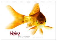 Heinz – Der Goldfisch (Wandkalender 2024 DIN A3 quer), CALVENDO Monatskalender
