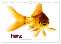 Heinz – Der Goldfisch (Wandkalender 2024 DIN A4 quer), CALVENDO Monatskalender